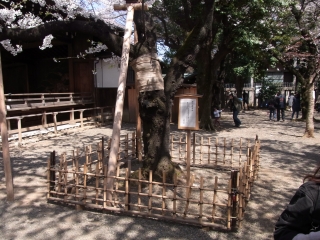 20120408_08靖国神社.jpg